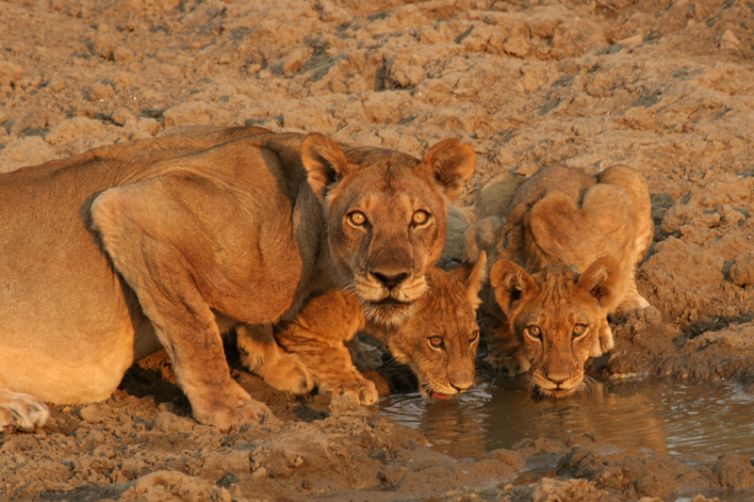 Shenton Safaris Lion Cubs Water Hole