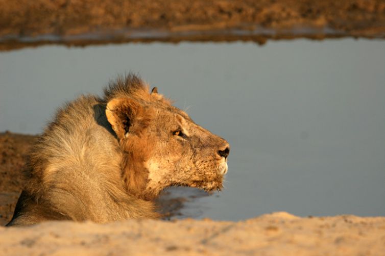 Shenton Safaris Lion Water Hole