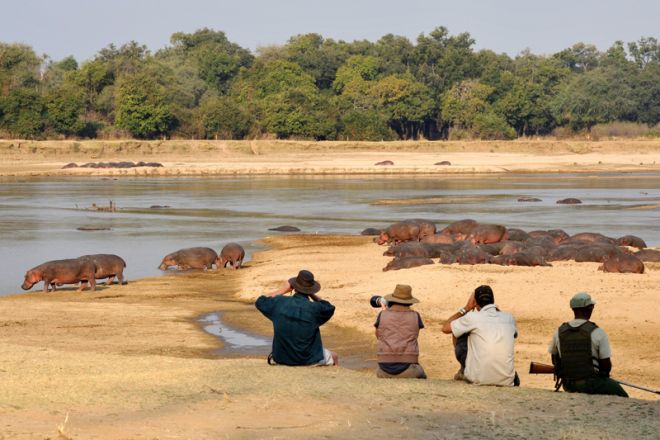 Shenton Safaris Walk with Hippos