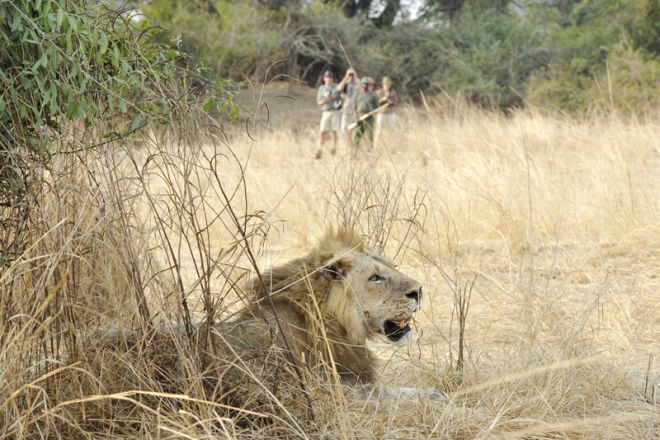 Shenton Safaris Walk Lions