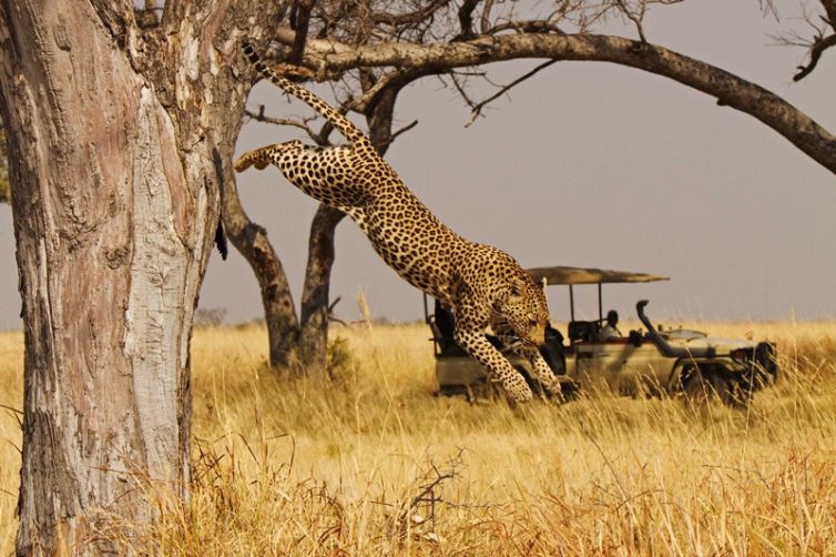 Shinde Camp & Enclave Game Drive Leopard