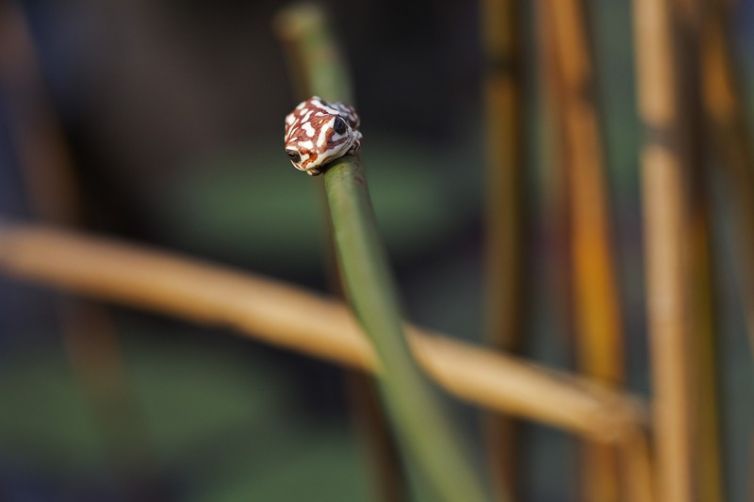 Shinde Camp & Enclave Reed Frog