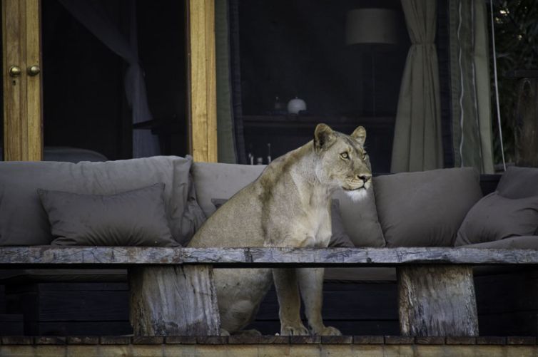 Shumba Camp Room Deck Lion