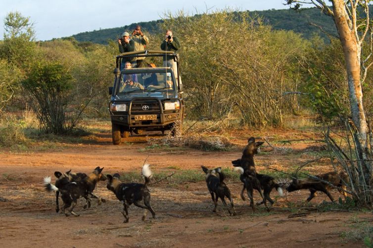 Sosian game drive with wild dogs
