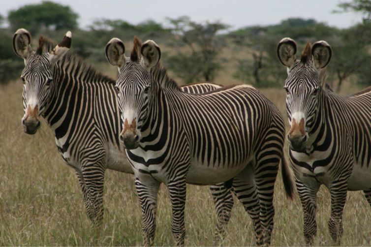 Sosian grevys zebra