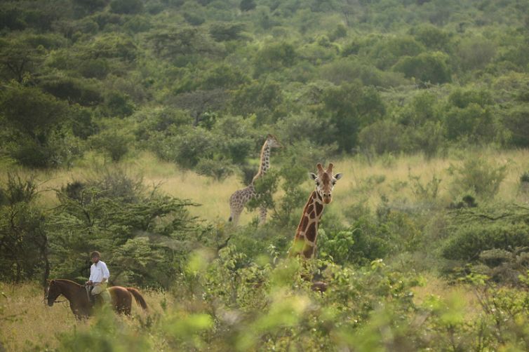 Sosian horse riding with giraffe