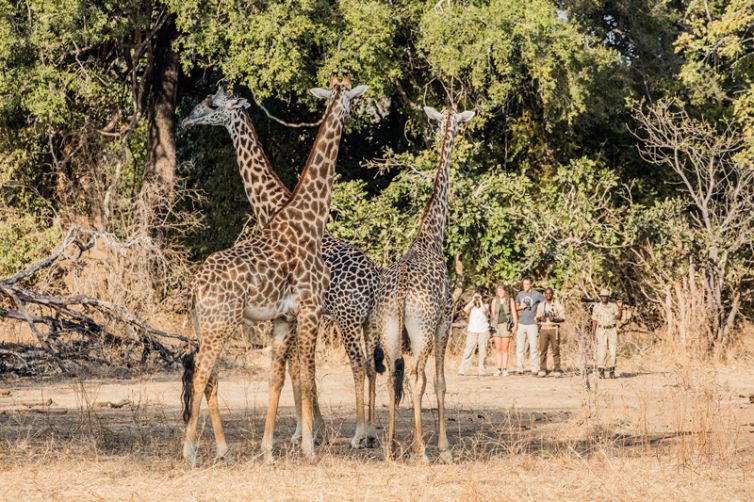Tafika Camp Walking Giraffe