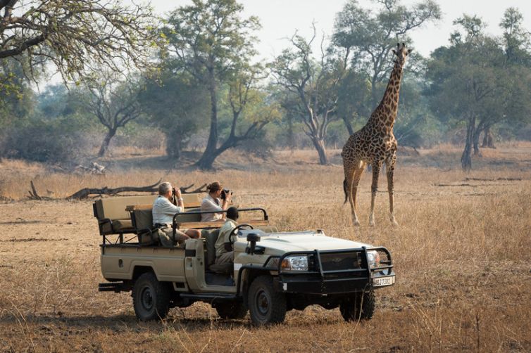Tena Tena Game Drive Giraffe