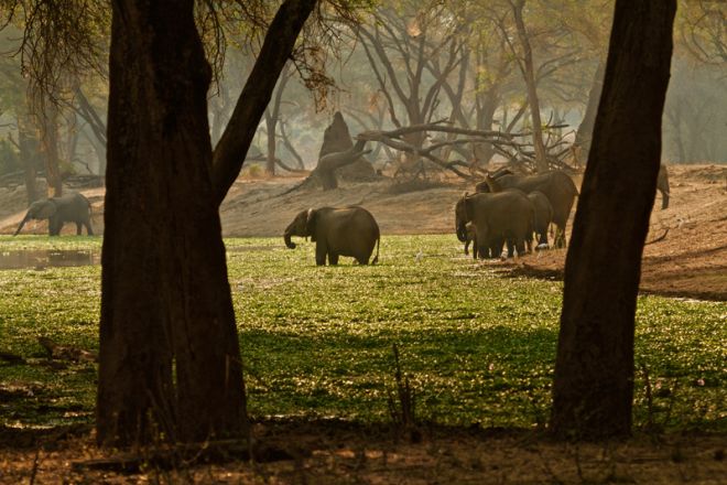 Tusk & Mane Mobile Camping Dambo Elephants