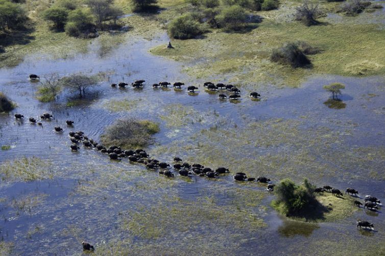 Vumbura Plains Buffalo Herd Delta