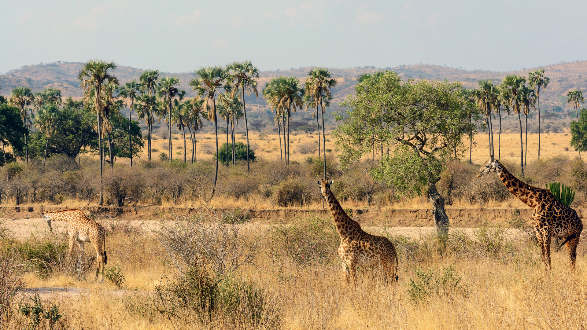 Tanzania Regions Ruaha asilia jabali ridge giraffes