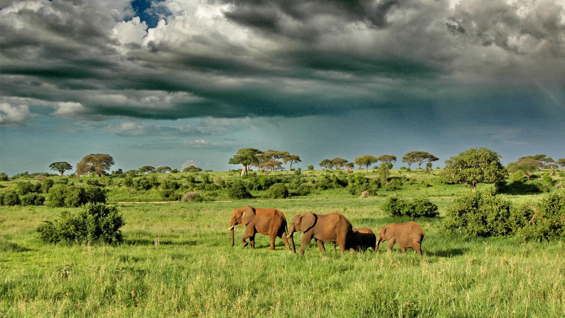 Tanzania Regions Tarangire and Lake Manyara asilia tarangire elephants