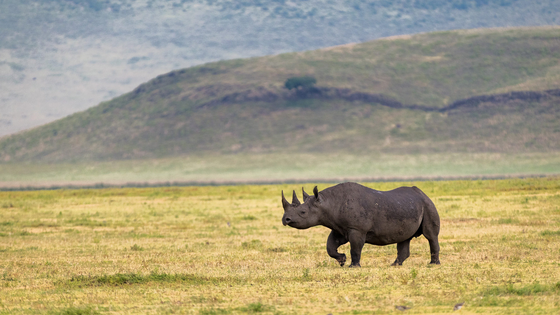 tanzania regions ngorongoro crater black rhino ngorongoro crater