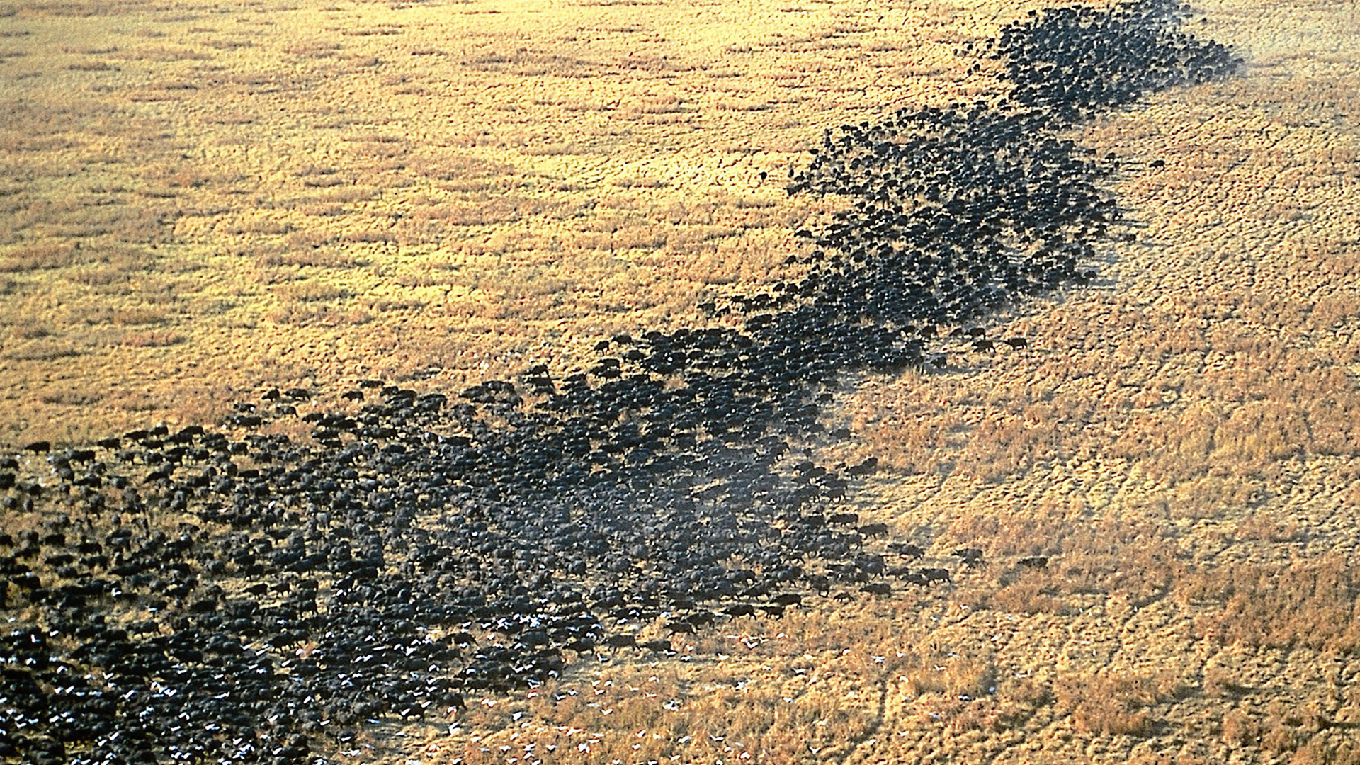 Tanzania Regions Katavi chada katavi buffalo herd