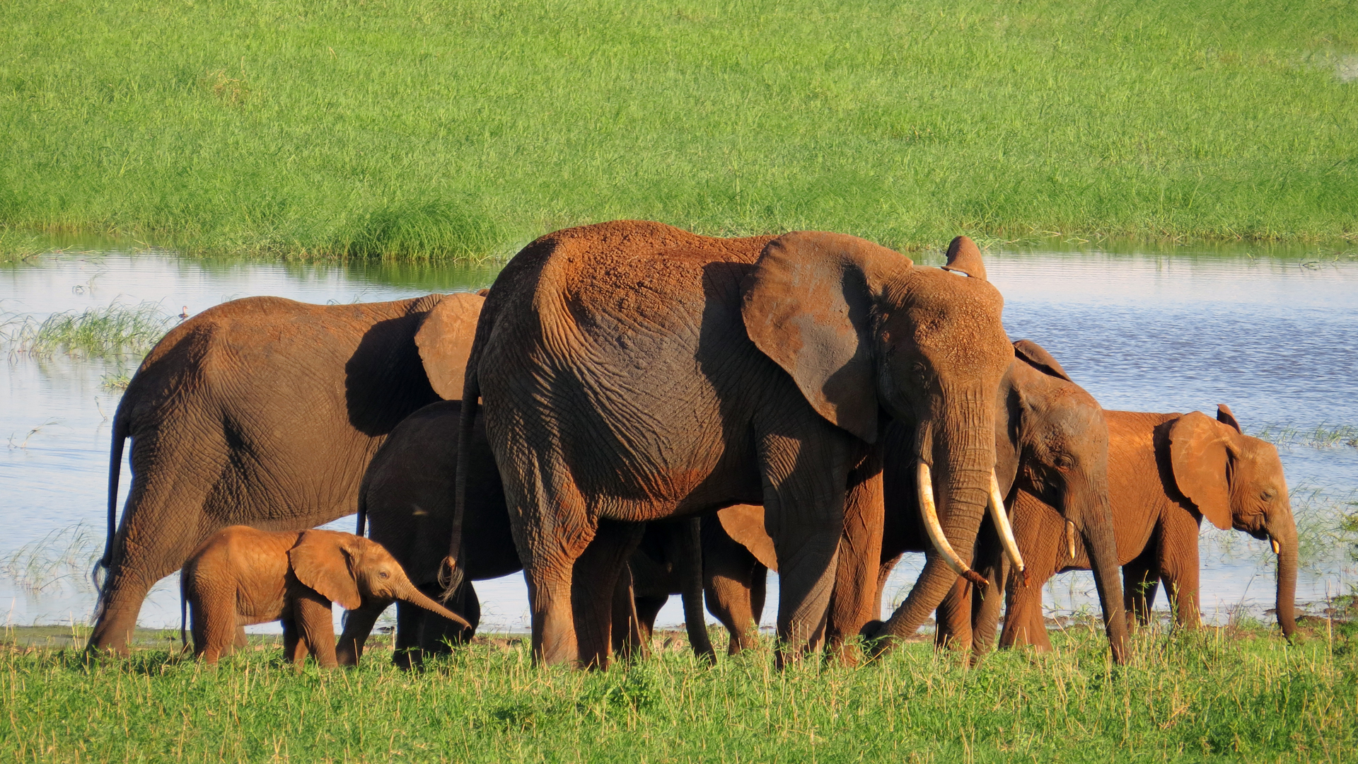 Meet the Team header elephant herd Tarangire