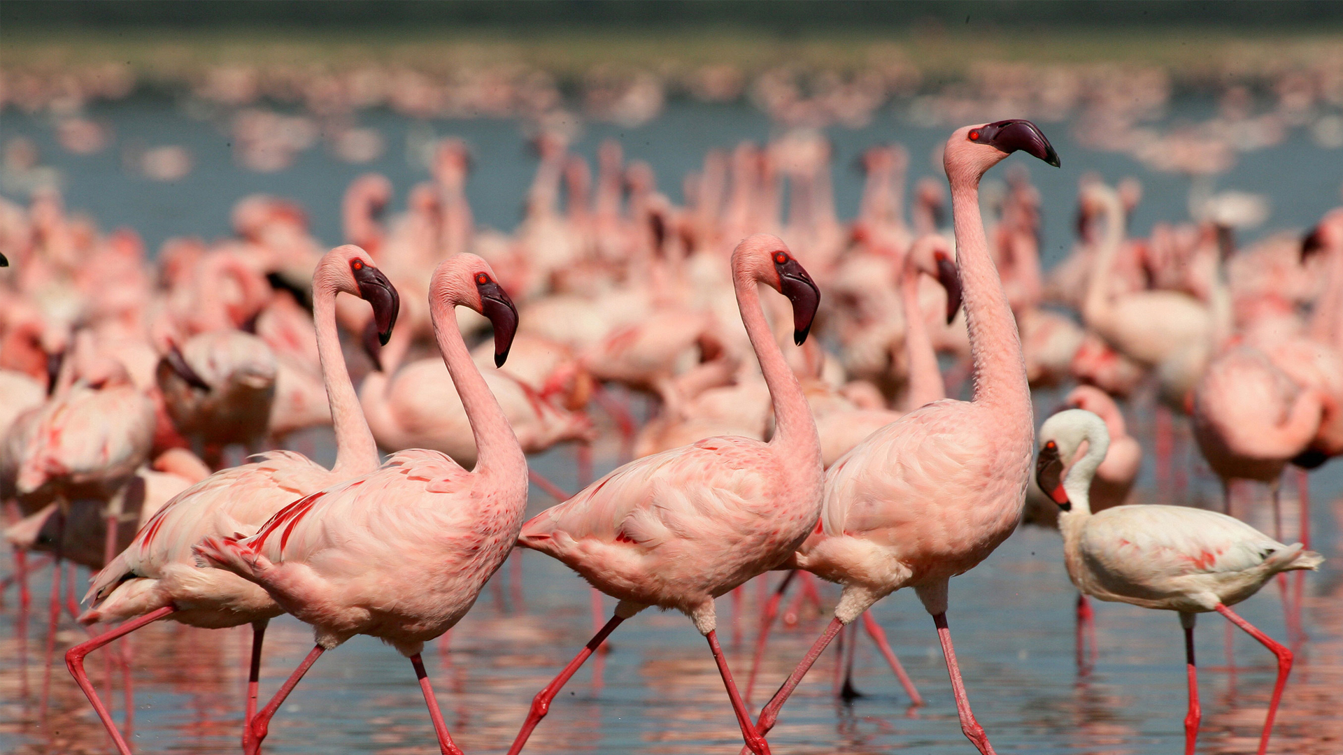 Kenya Regions the great rift valley flamingoes