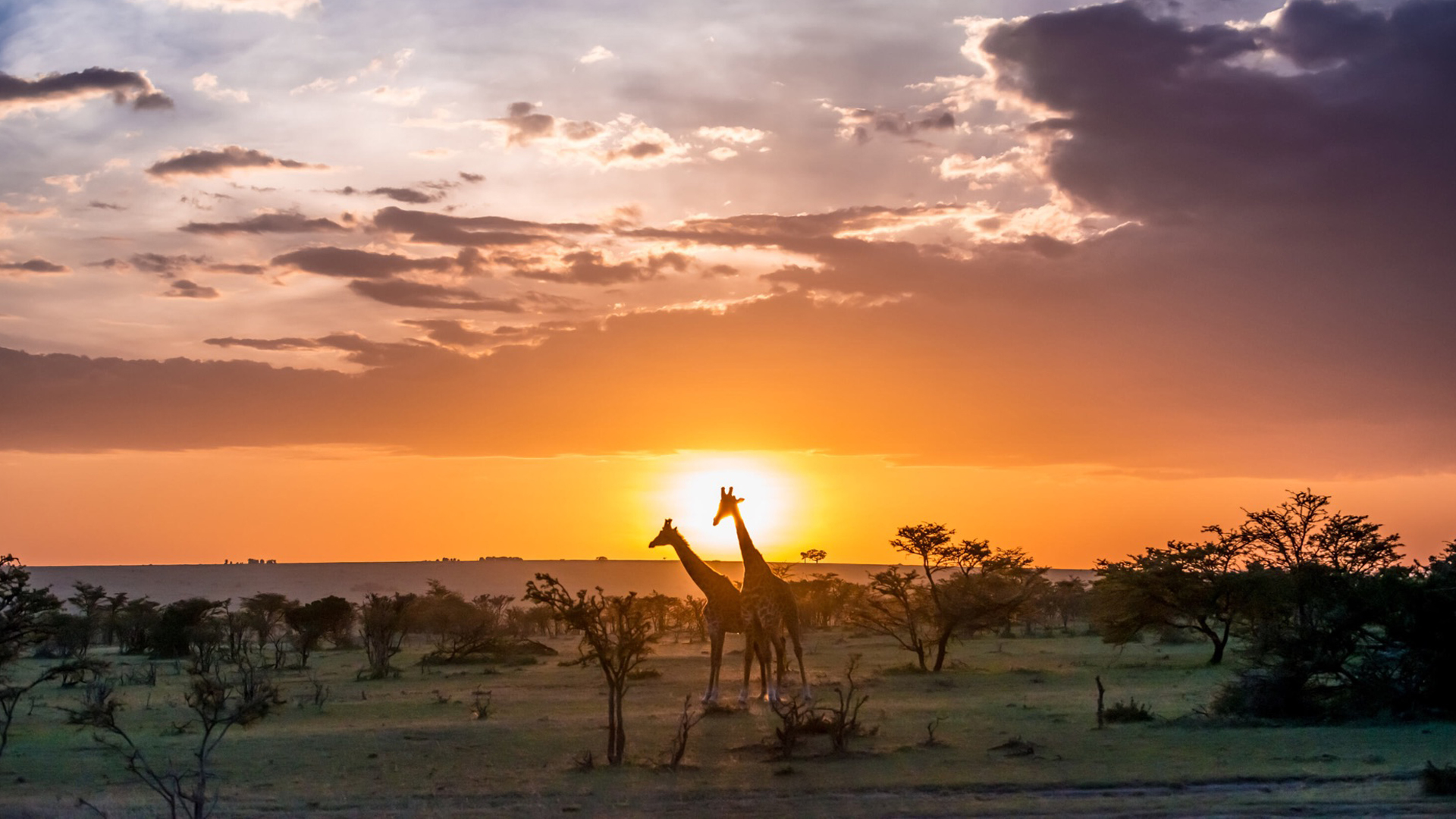 financial security giraffes sunset