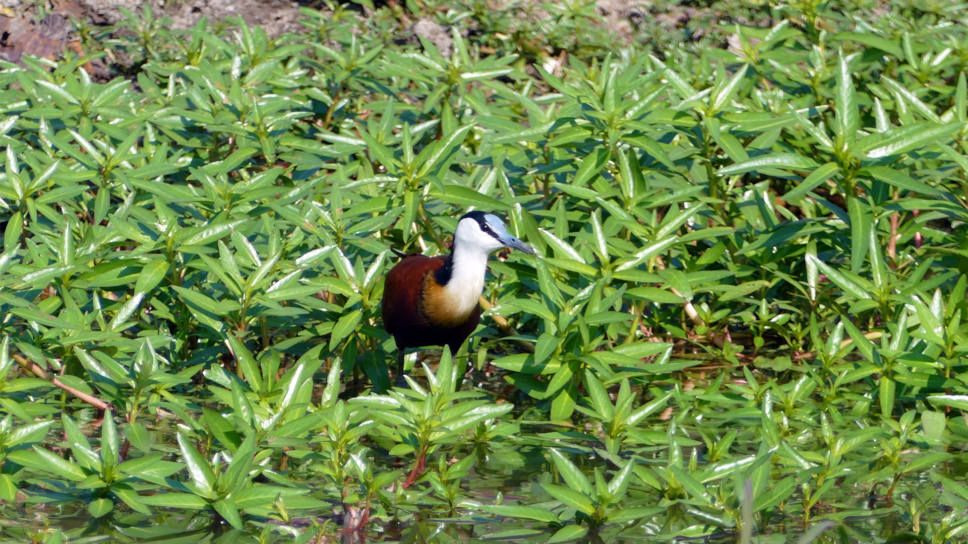 All About Safaris Additional jacana bird