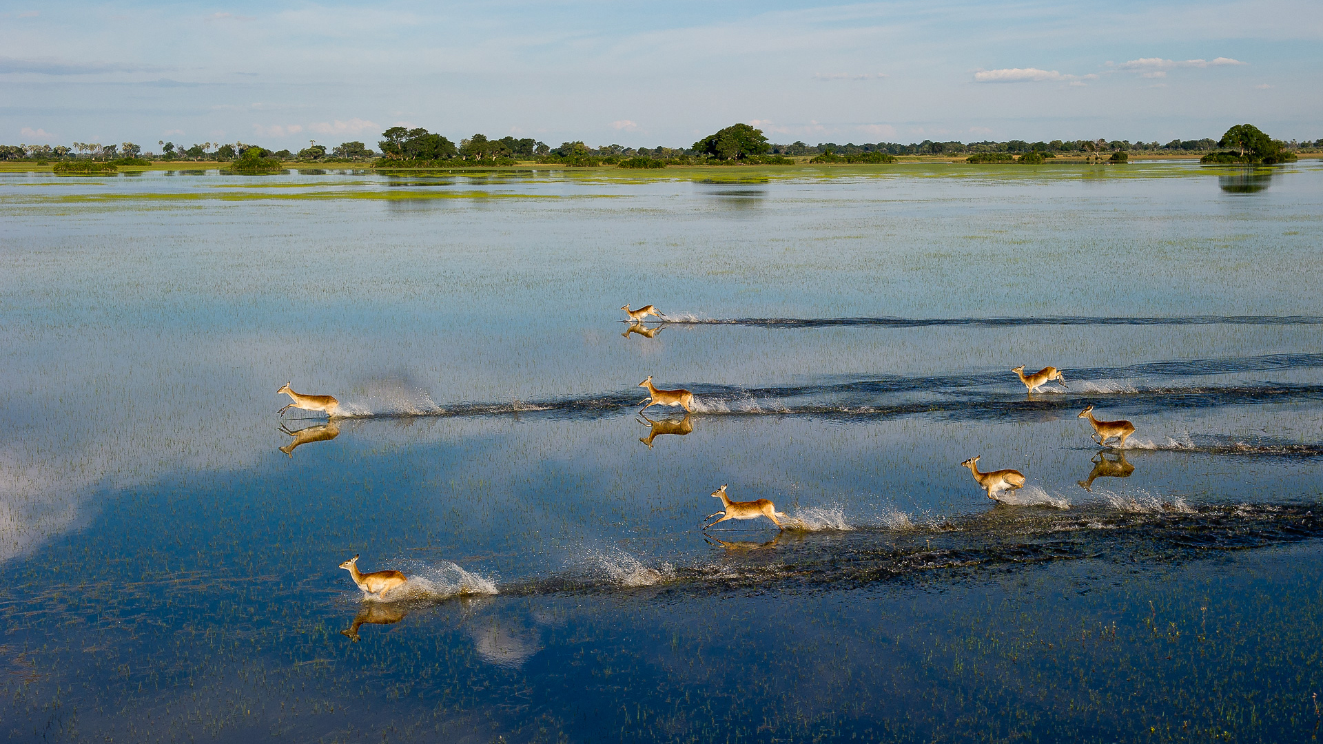 Botswana Regions Okavango Delta including Moremi Game Reserve lechwe running in flood
