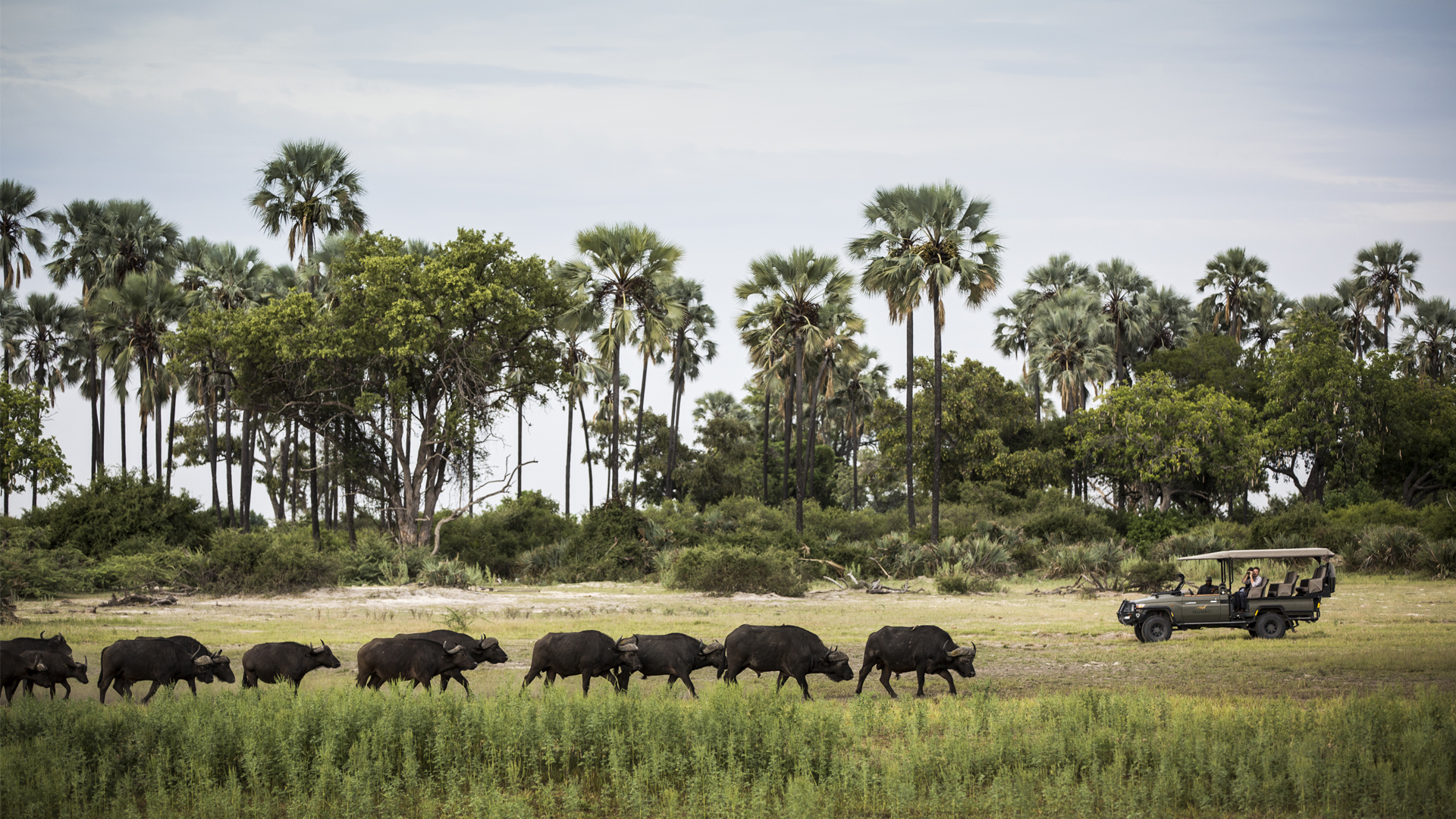 Botswana private and specialist guiding mombo game drive buffalo