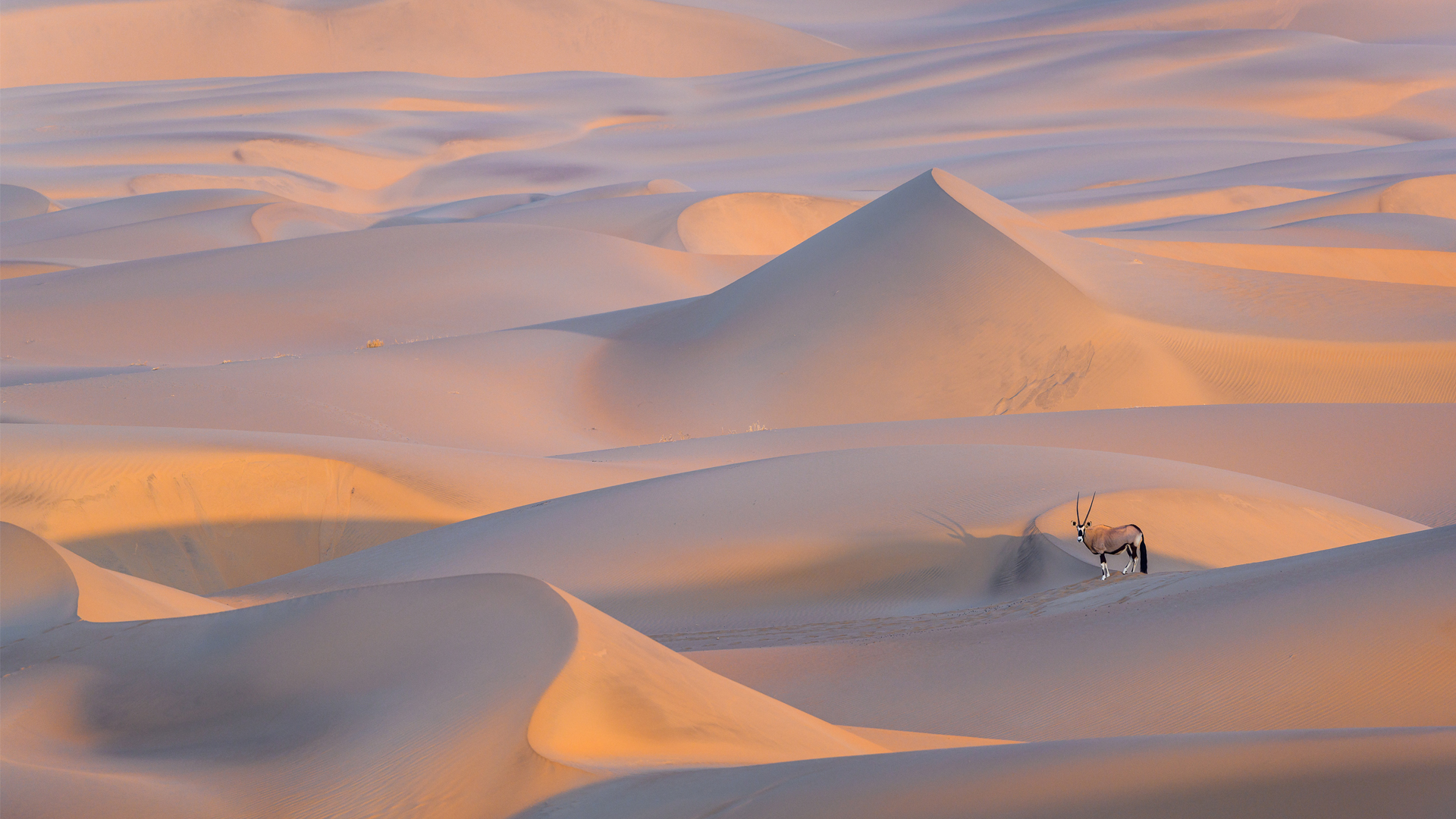 namibia regions the namib desert including sossusvlei oryx in desert dunes