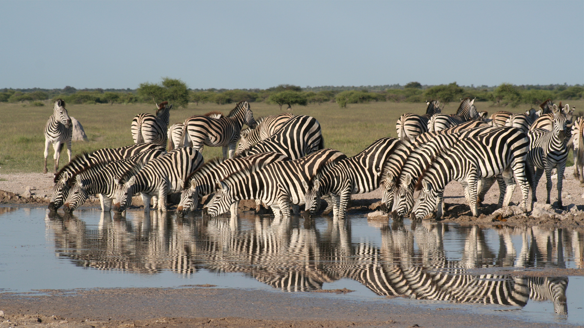 Botswana Wildlife Highlights rob zebra