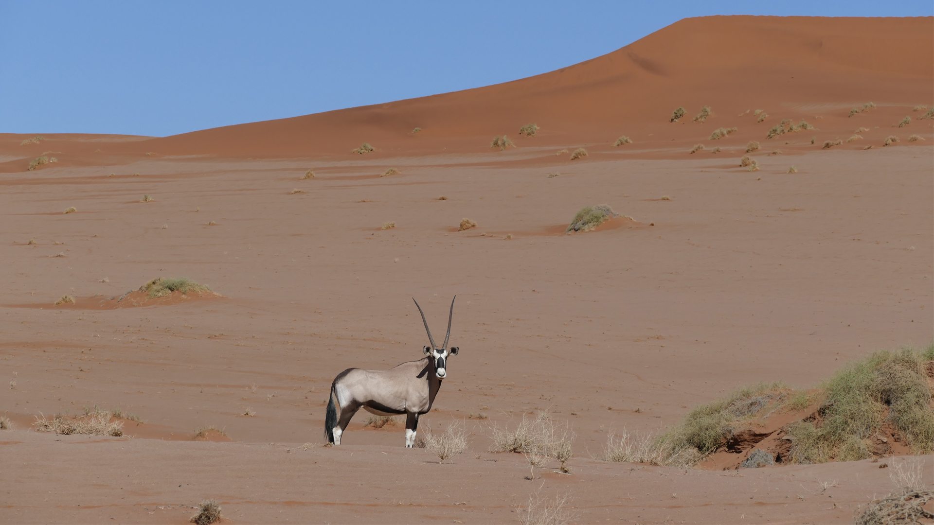 Namibia Regions Landing header sossusvlei namib desert