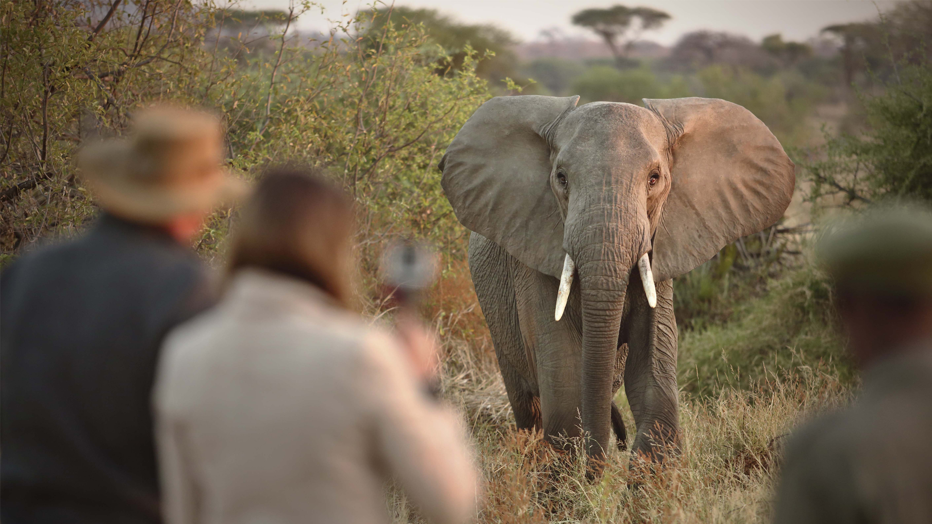 tanzania testimonials walking kichaka elephant