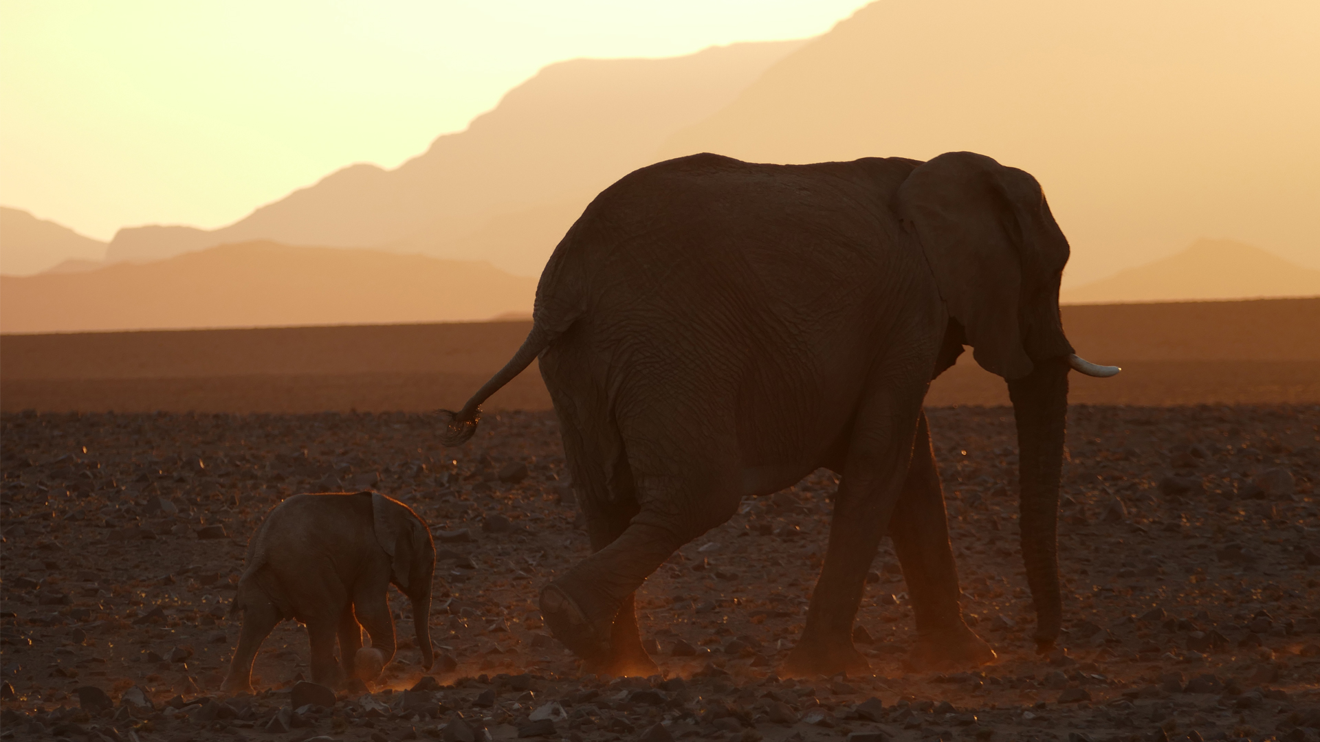 namibia regions damaraland elephants