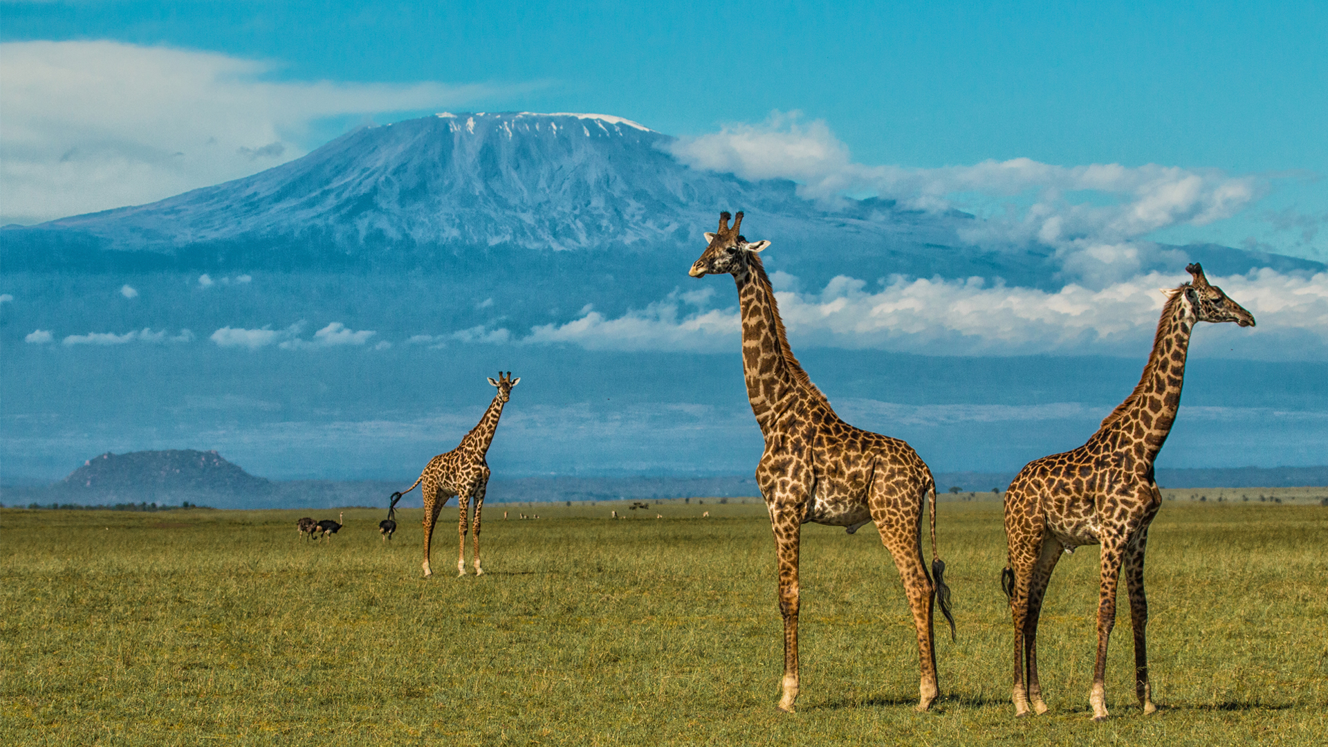kenya regions amboseli and chyulu hills ol donyo giraffe mount kilimanjaro