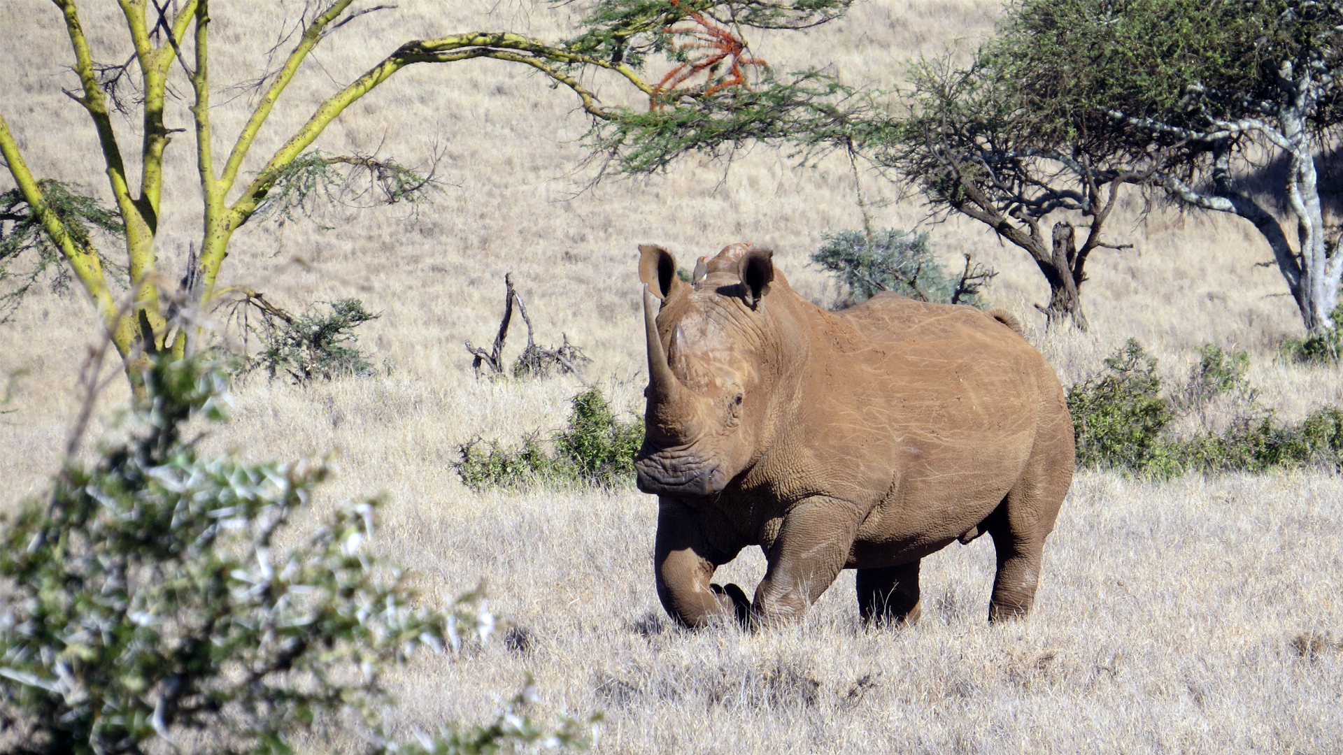 Kenya Widlife Rhino
