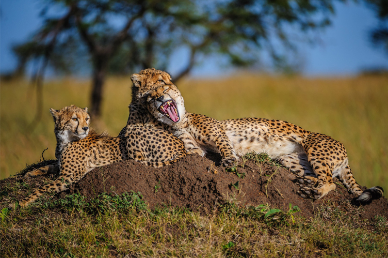 tanzania landing page cheetah on mound yawning