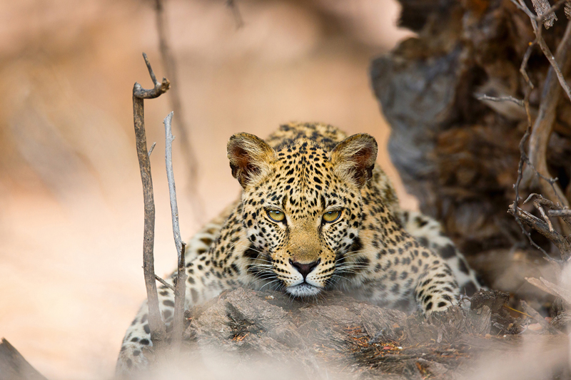 Botswana leopard close up