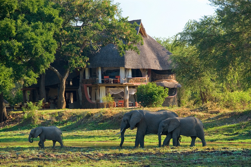 accommodation on safari luangwa safari house elephant
