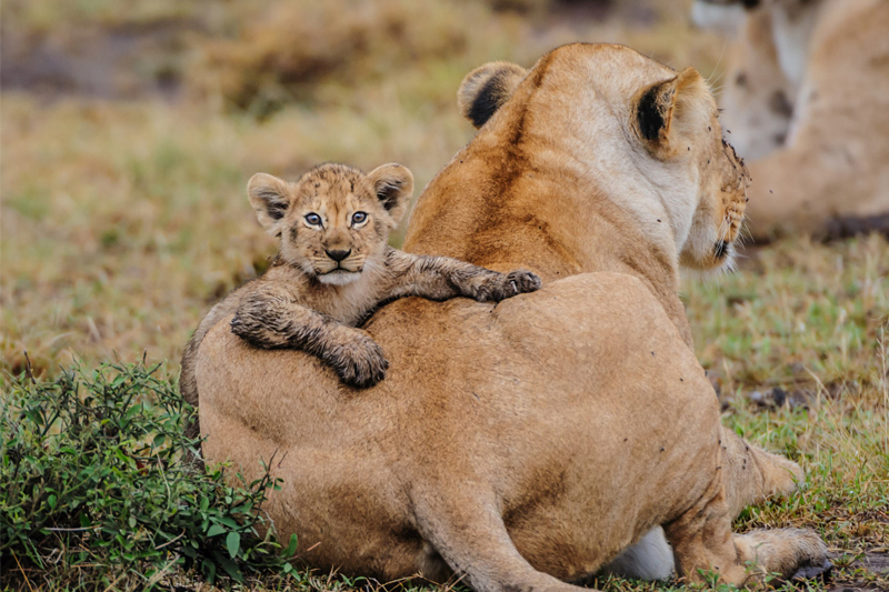 All About Safaris lion and cub