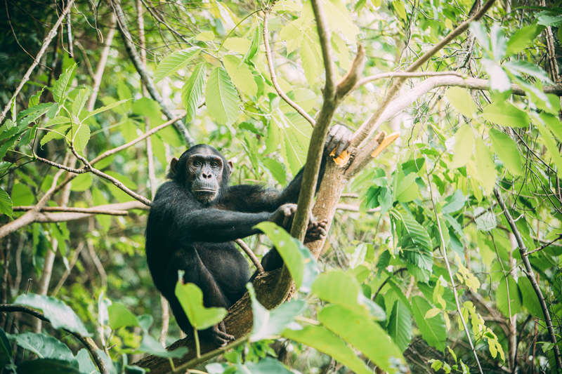 All About Safaris greystoke mahale chimp