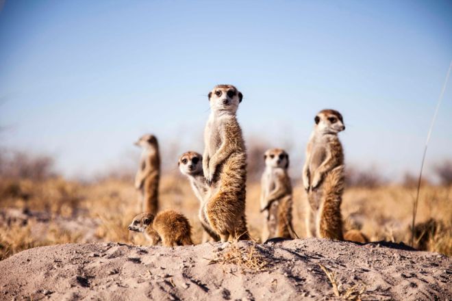Botswana Wildlife Highlights meerkat experience