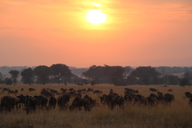 tanzania landing page wildebeest serengeti plains sunrise