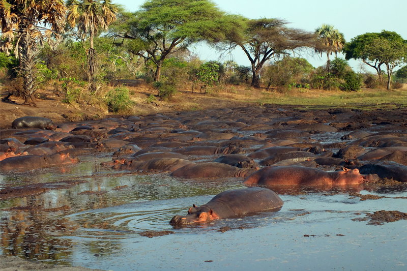 tanzania regions katavi hippo