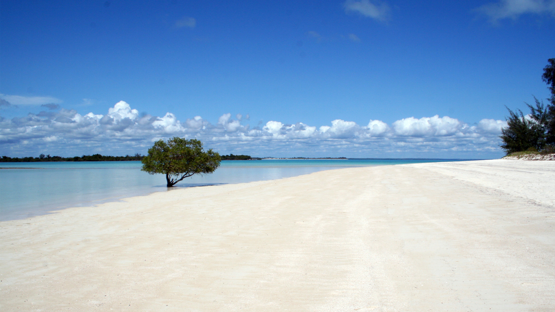 Mozambique header vamizi beach with tree