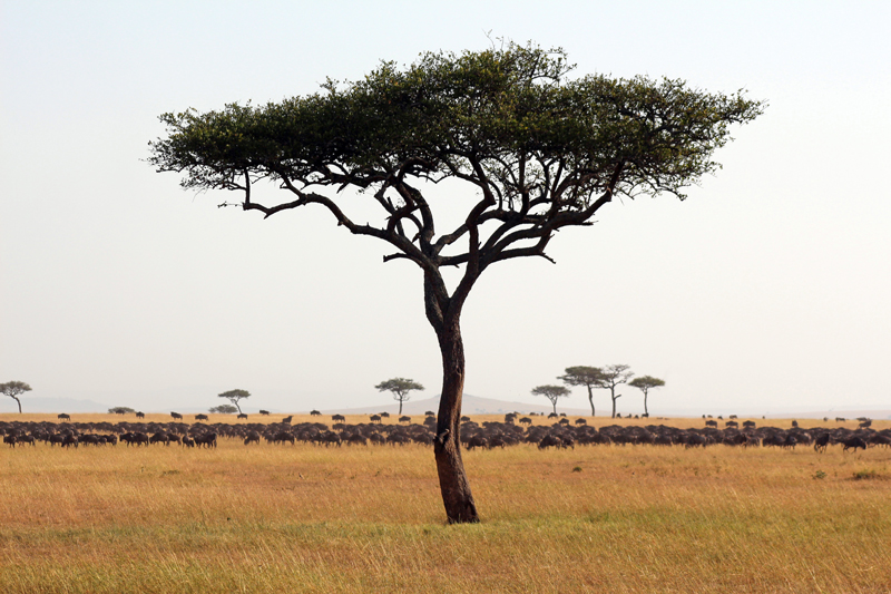 The Great Migration serengeti scene migration acacia