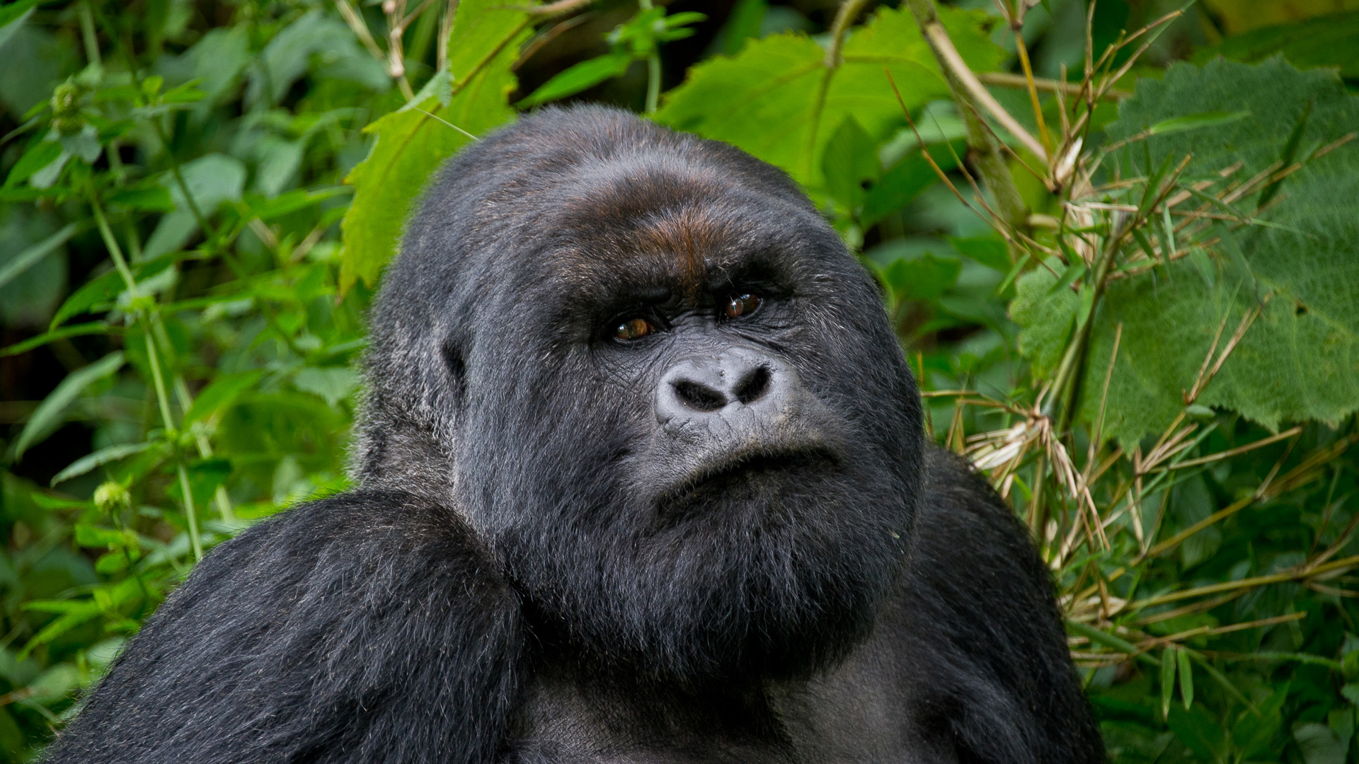 rwanda header gorilla silverback