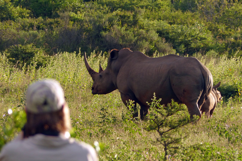 All About Safaris Great Value south africa jane and rhino
