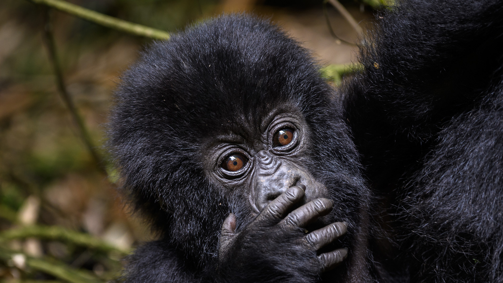 uganda header young gorilla