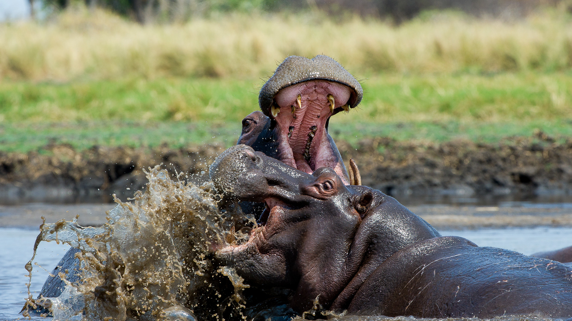 zambia header hippos fighting