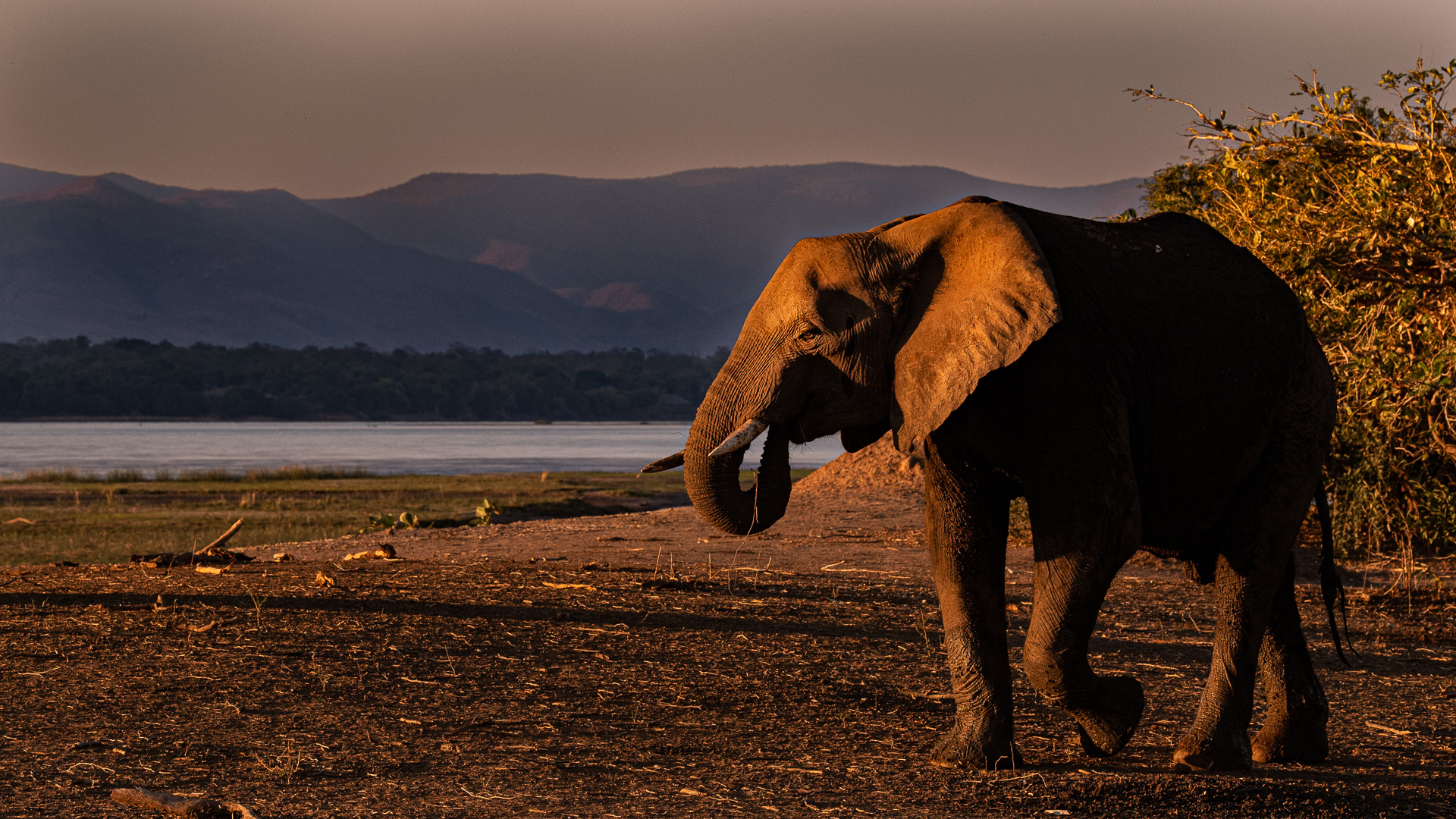 zimbabwe header elephant by water