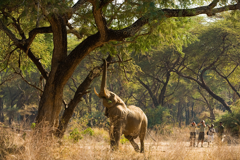 zambia regions zambezi national park old mondoro walk elephant