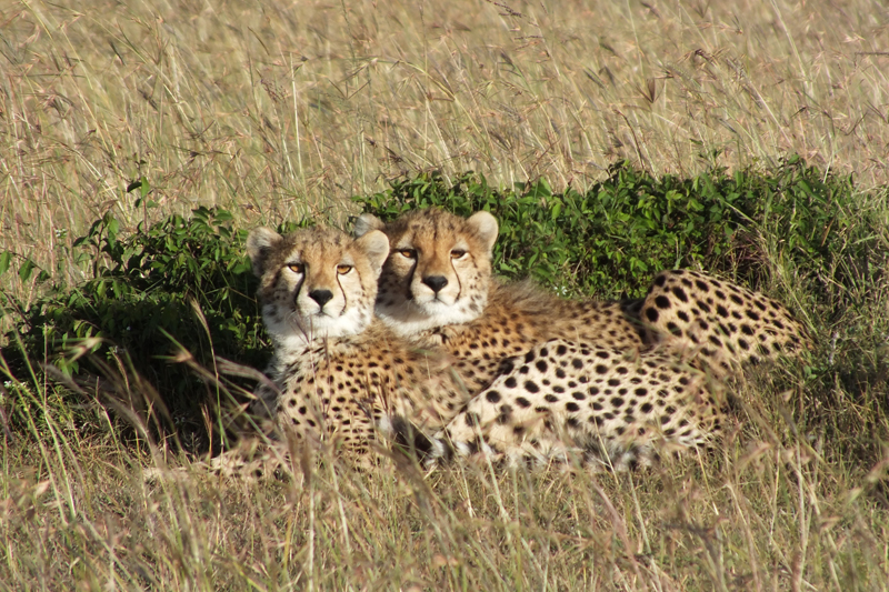 M&Ms Michele into the mara late february march 2013