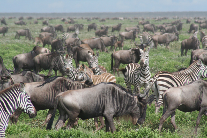 Serengeti North  safari-specialist