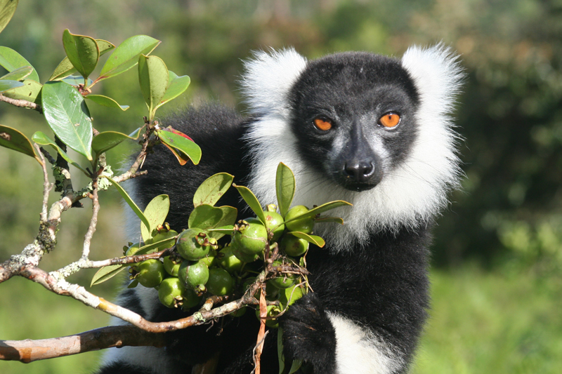 Rob meets the lemurs of Madagascar – April, 2012